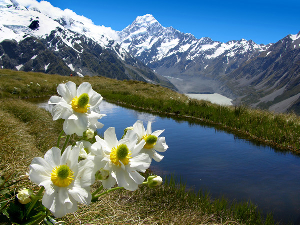 NZ - New Zealand